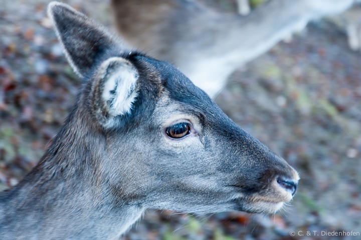 Bambi ?