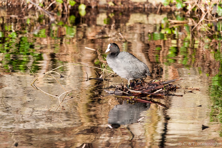 besetzt ein Nest