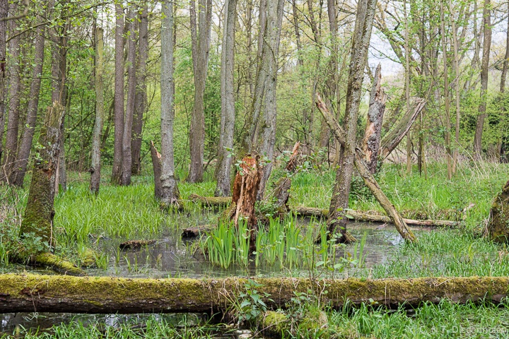 Urwald ?