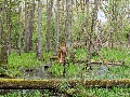 Urwald ?
