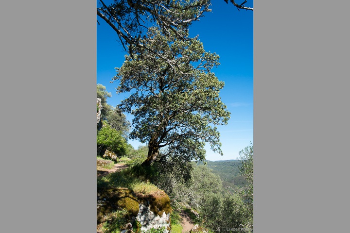 rund ums Castillo de Monfrague