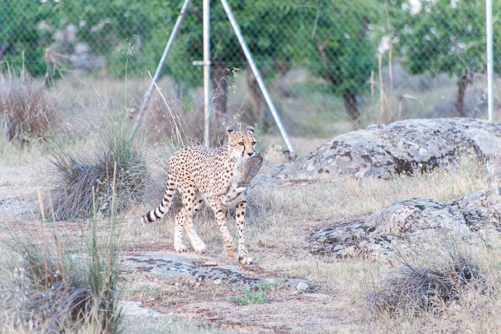 erst der Jagderfolg...