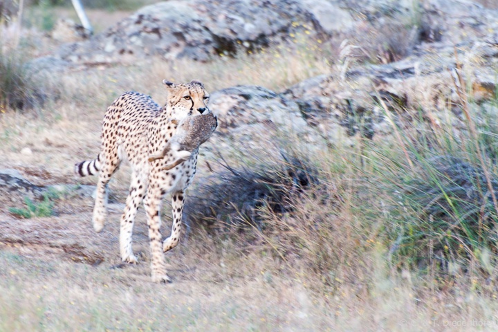 erst der Jagderfolg...