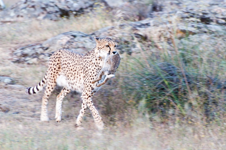 erst der Jagderfolg...