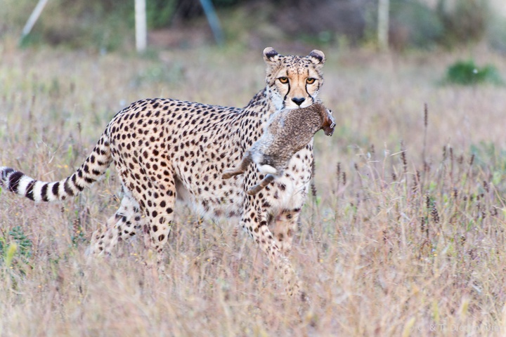 erst der Jagderfolg...