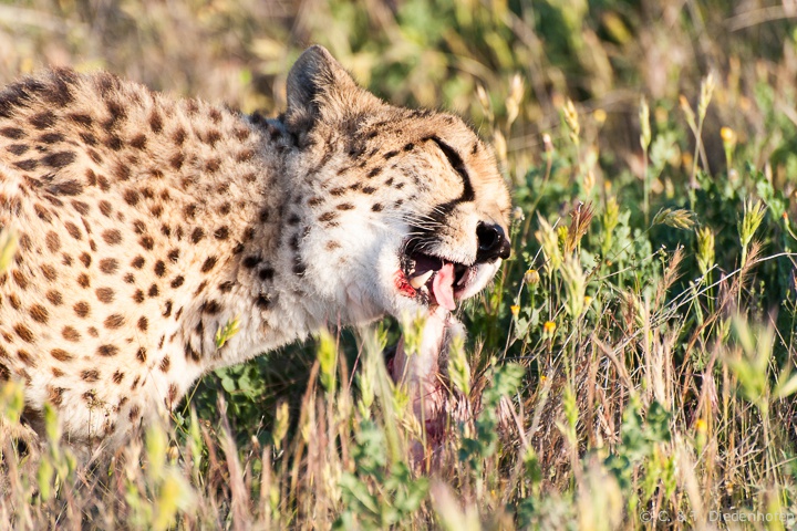 ... dann das fressen ...