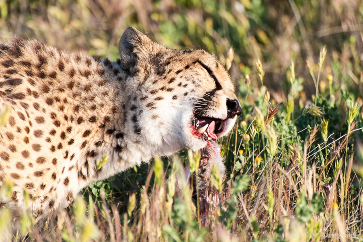 ... dann das fressen ...