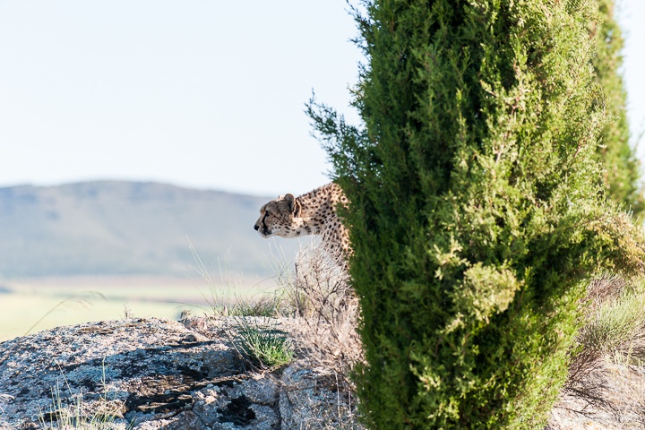 ... aus der Deckung kommen