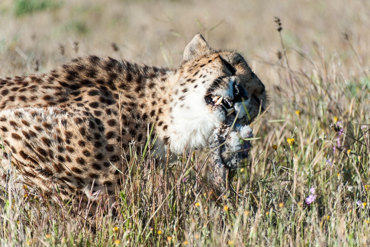 ... dann das fressen ...