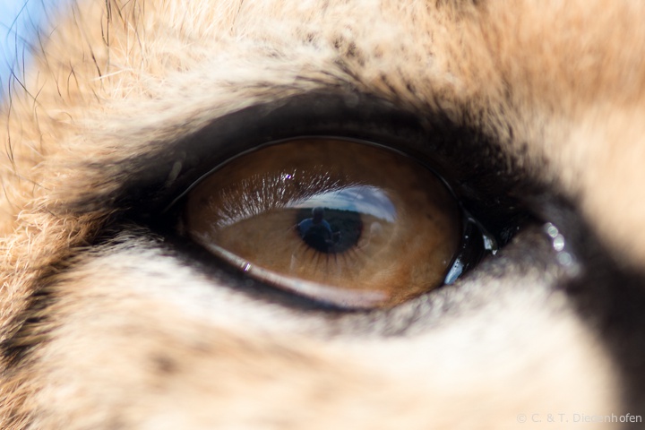 nicht nur schöne Augen...