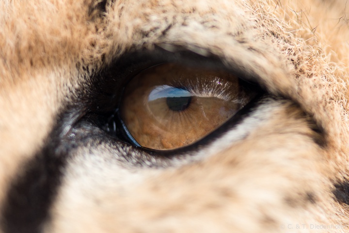 nicht nur schöne Augen...