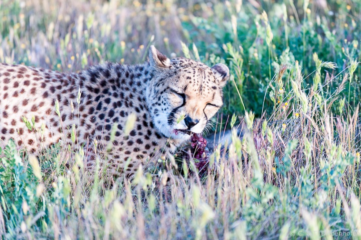 ... dann das fressen ...