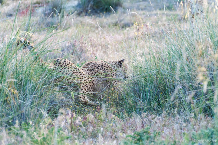 Jagd