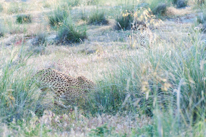 Jagd