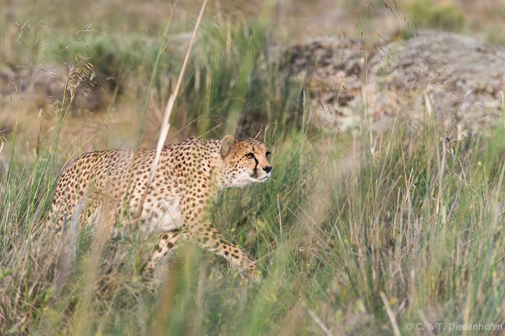 auf der Jagd