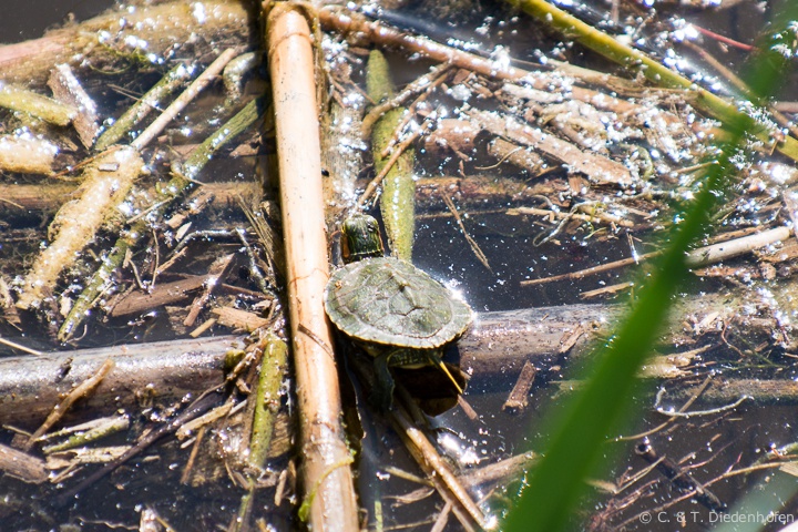 Schildkröte