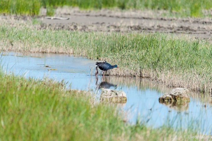 Purpurhuhn