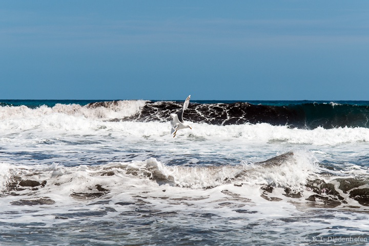 Möwen am Strand