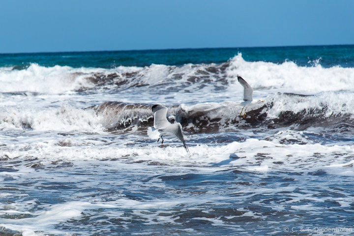Möwen am Strand