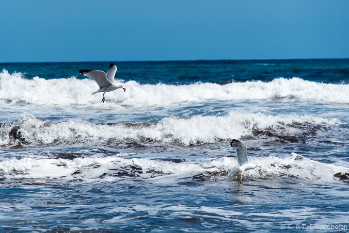 Möwen am Strand