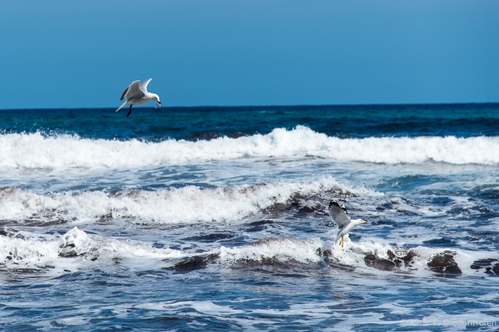 Möwen am Strand