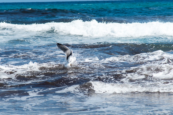 Möwen am Strand