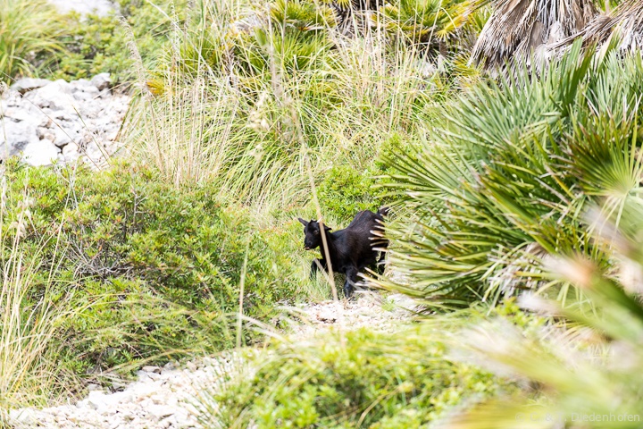 Wildziege bei Betlem
