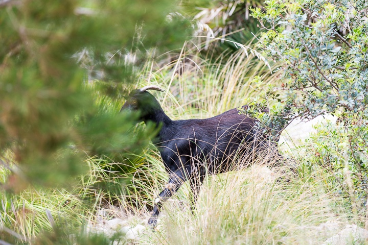 Wildziege bei Betlem