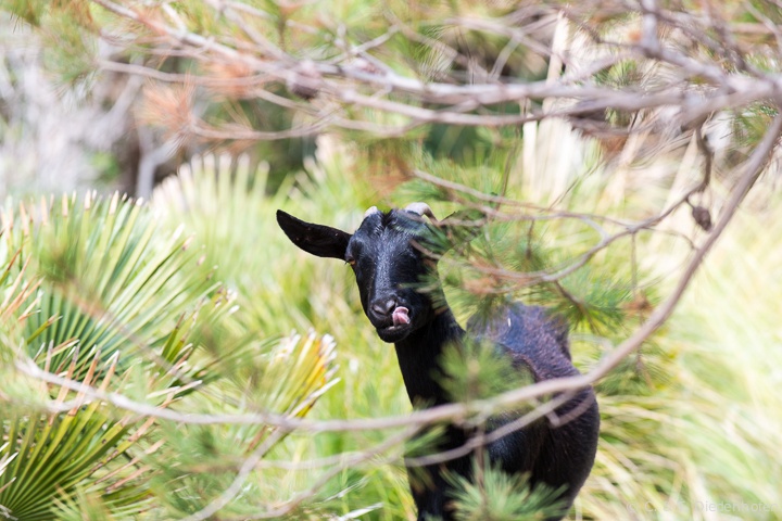 Wildziege bei Betlem