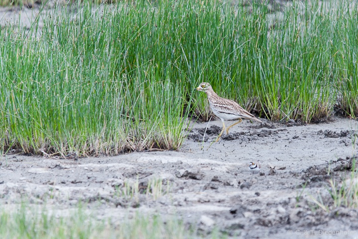 Triel im S`Albufera