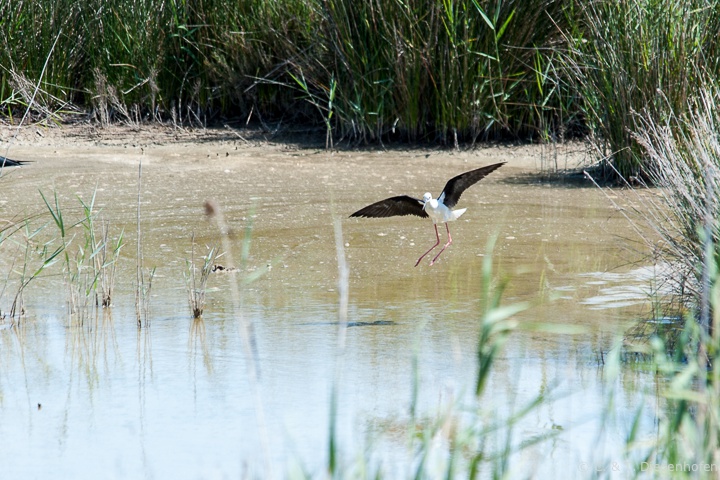 Stelzenläufer