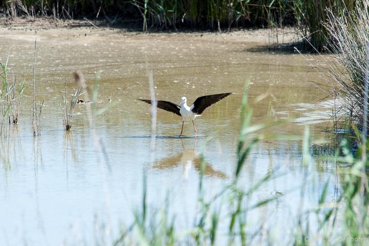 Stelzenläufer