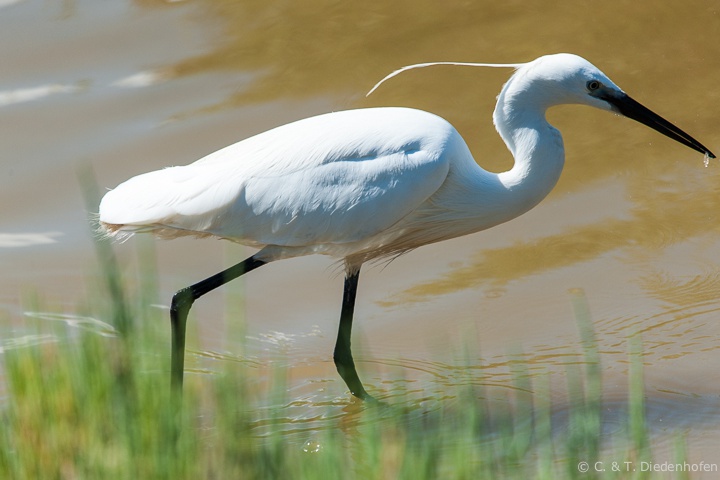 Seidenreiher