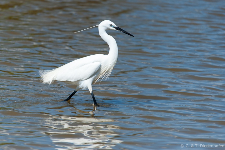 Seidenreiher