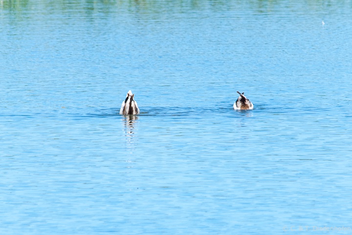 Köpfchen unters Wasser ...