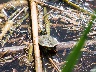 Schildkröte