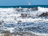 Möwen am Strand