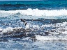 Möwen am Strand