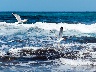 Möwen am Strand