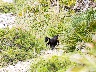 Wildziege bei Betlem