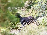 Wildziege bei Betlem