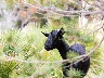 Wildziege bei Betlem