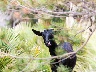 Wildziege bei Betlem