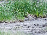 Triel im S`Albufera