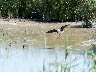 Stelzenläufer