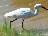 Seidenreiher