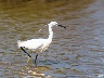 Seidenreiher