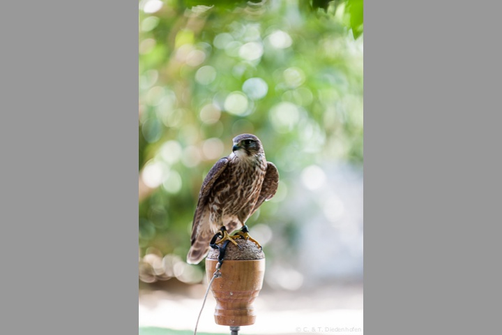 Merlin