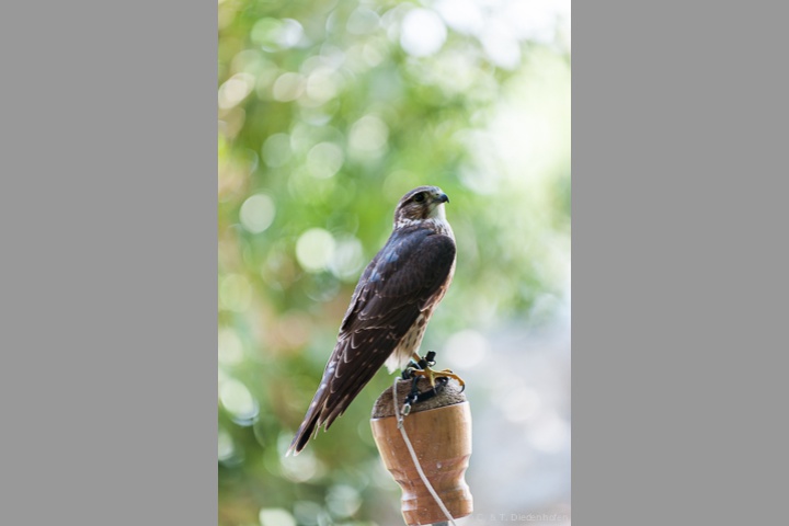 Merlin
