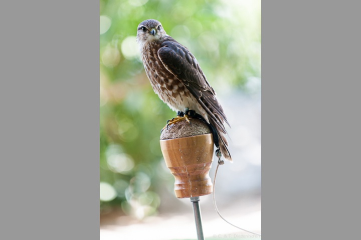 Merlin